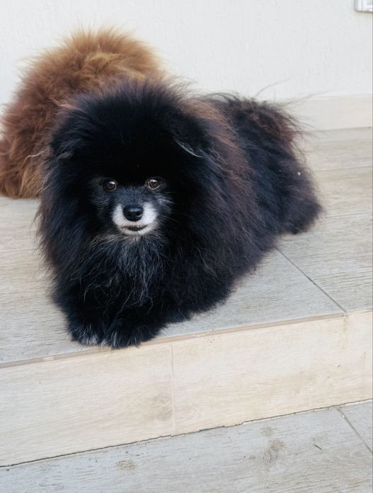 Pomeranian mascul rasa pura