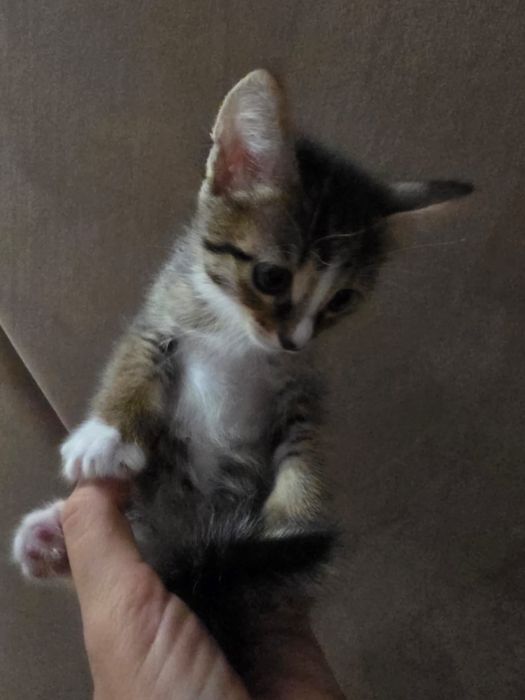 Отдам котят в добрые руки