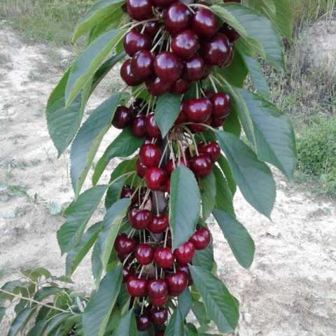 Колоновидные черешни. Крупномеры колоновидных черешен Алматы и область