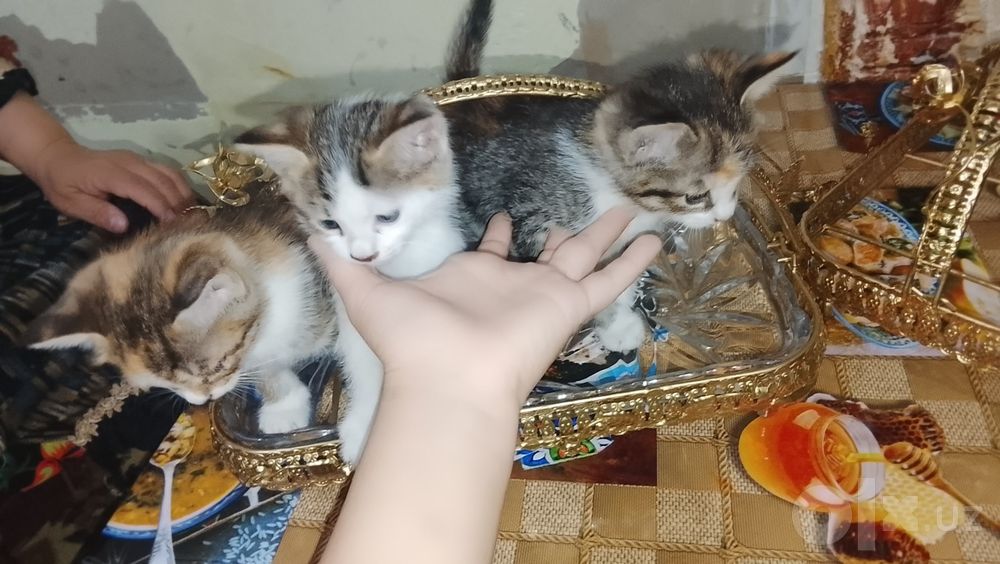 Отдадим котят в добрые руки