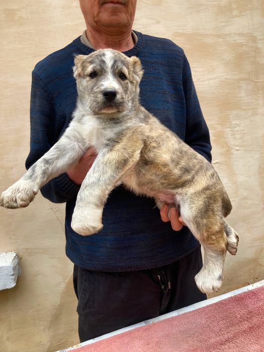 Щенок алабая ( чистокровный )