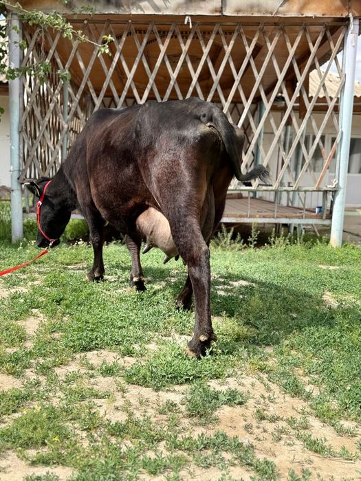 Сүтті ірі денелі бұзаулы сиыр