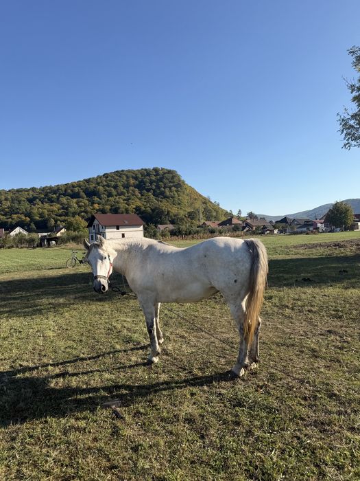 Vând Iapă,are 11 ani,blanda,mai multe detali in privat