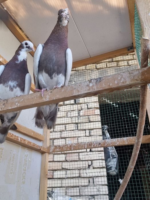 Arzon Kaptarla sotiladi