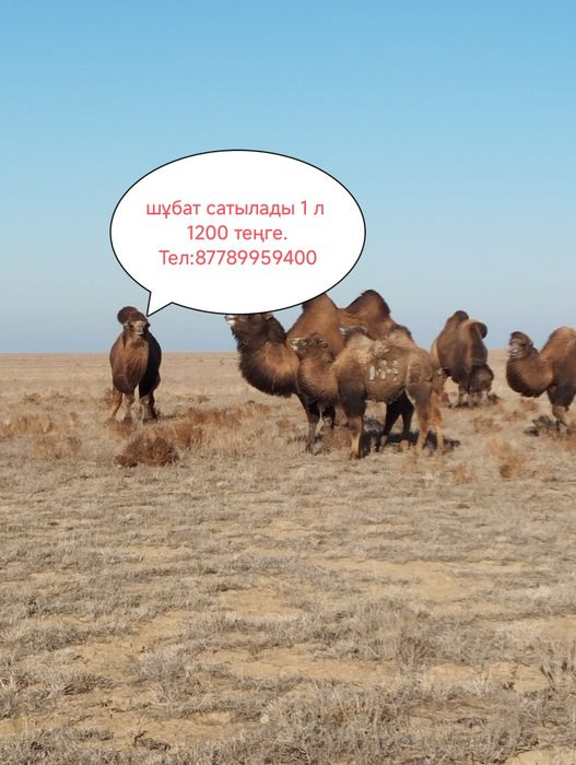 Шұбат,Түйе сүтті сатылады