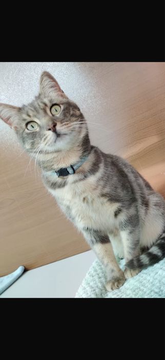 Отдам кота в добрые руки