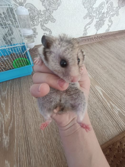 Нету времени на домашнее животное