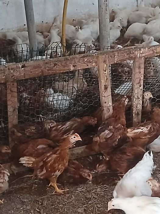 Fermă de pui prahova