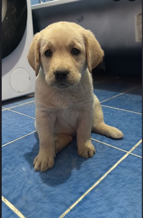 Лабрадор ретривер