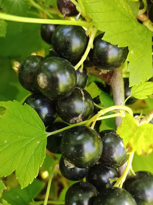Продам смородину, малину