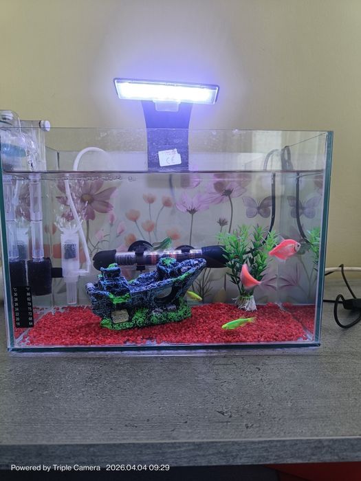 Acvariu complet cu pesti