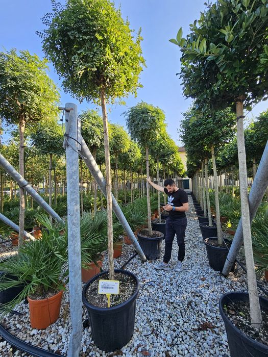 Catalpa bungei nana dimensiuni mari