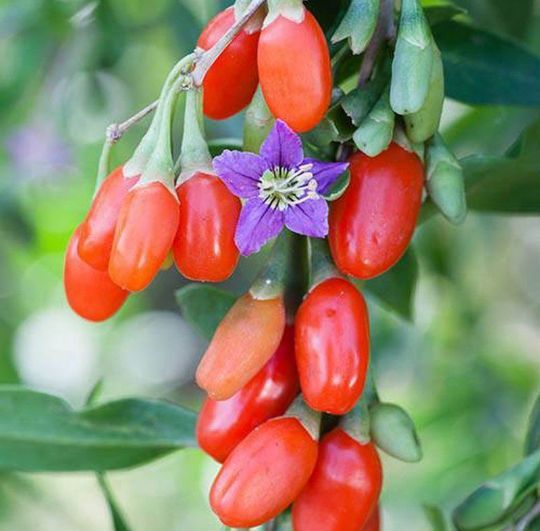 Arbuști Fructiferi (Goji )