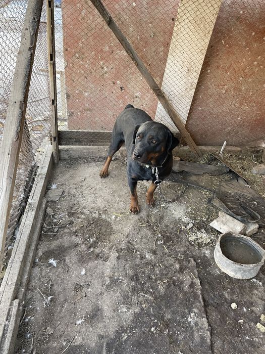 Продается собака Ротвейлер