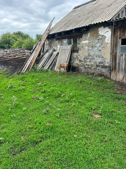 Продам чистый грей