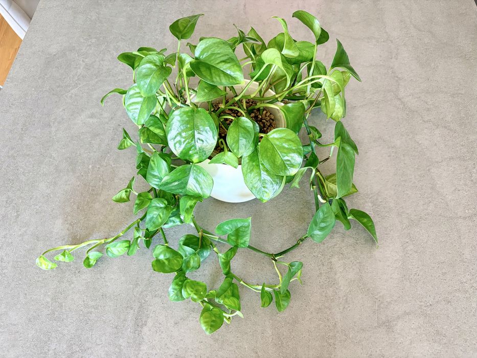 Plante Epipremnum in substrat Lechuza-pon