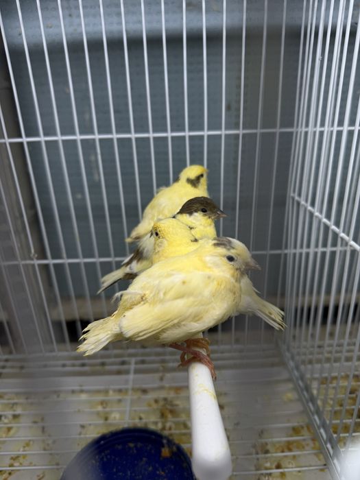 Kanareyka bolalari sotiladi ajratilmagan