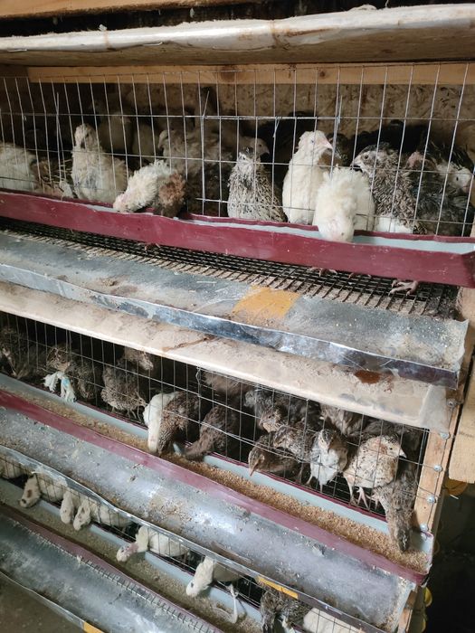 Бөдене. Перепелл