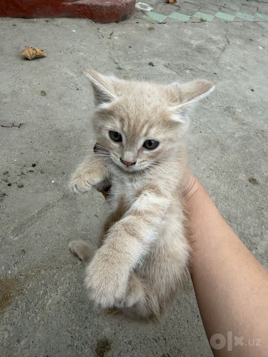 Бесплатно котята домашные мушук болалари текинга