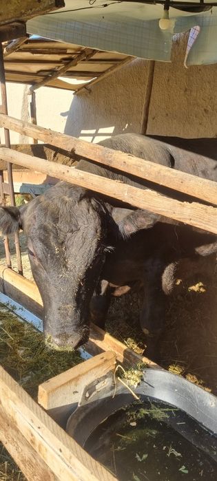 Ангус парода 2 та срочно сотилади