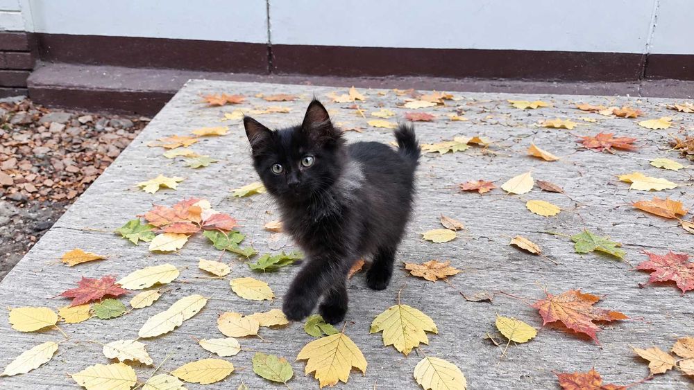 Продаются котята, 2 мальчика и 1 девочка