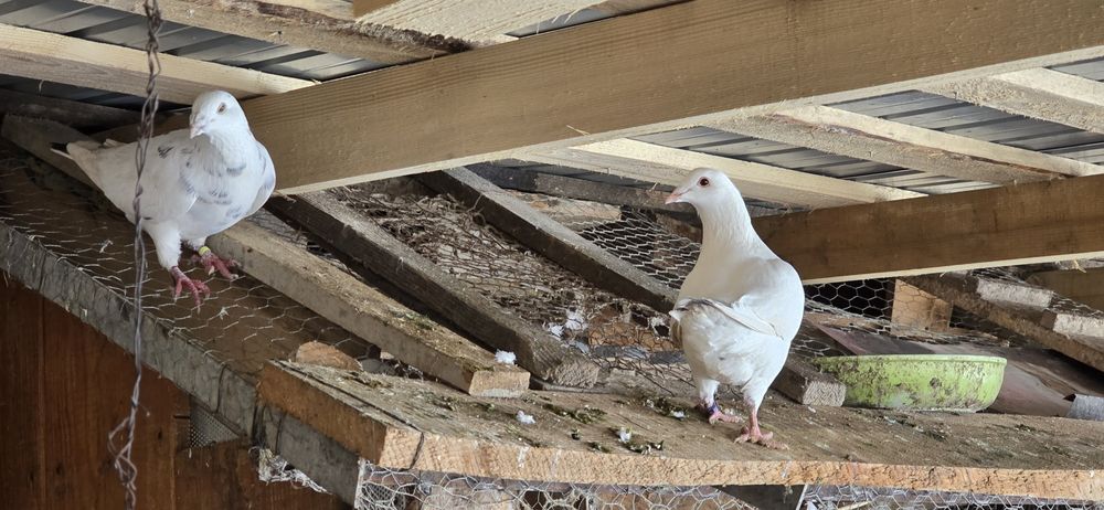 Porumbei voiajori si curcanasi