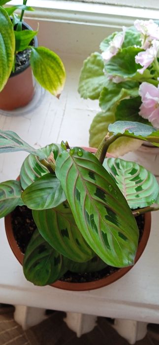 Аглаонема цветущая