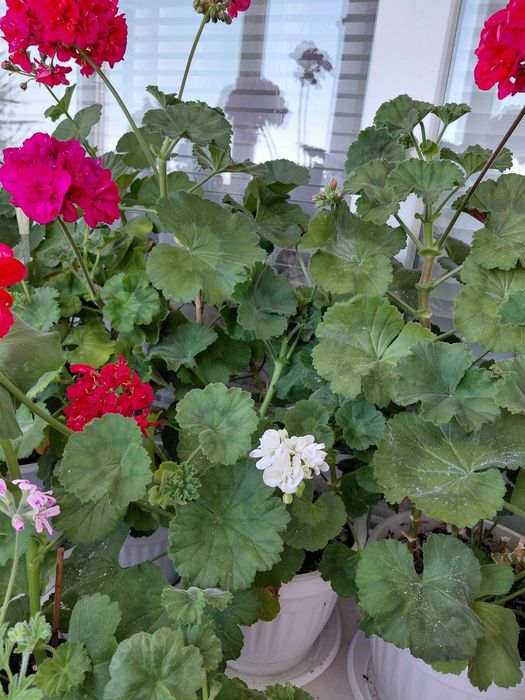 Кичести мушката микс цветове по няколко големи растения в саксия, 12 евро за саксия