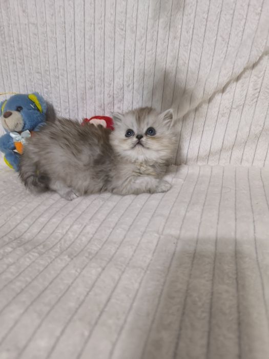 Персидские котята