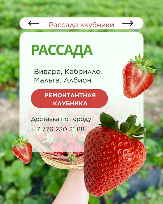 Рассада многоразовой клубники