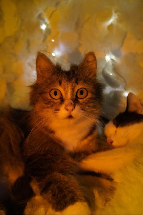 Кошка в добрые руки