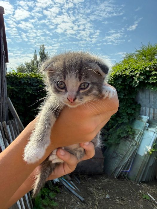 Отдам  котят в добрые руки