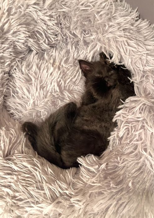 Котенка в добрые руки