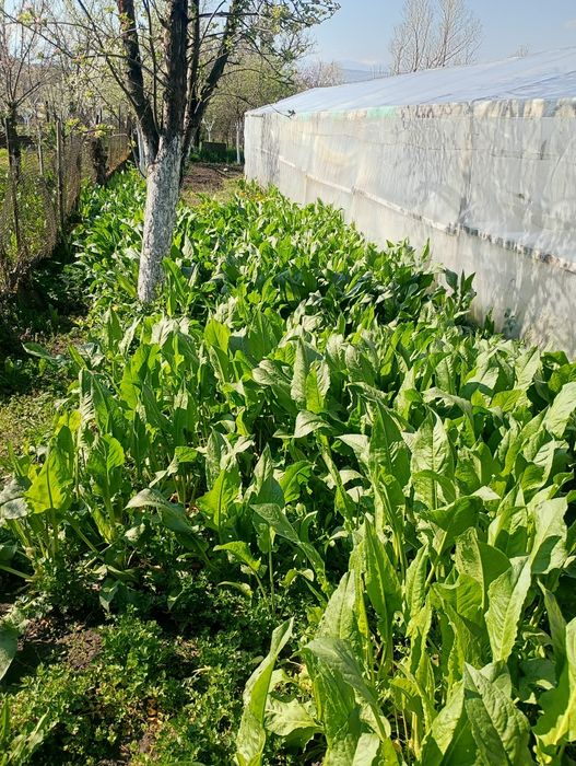 Vând verdețuri angro stevie , țelină , pătrunjel și leuștean