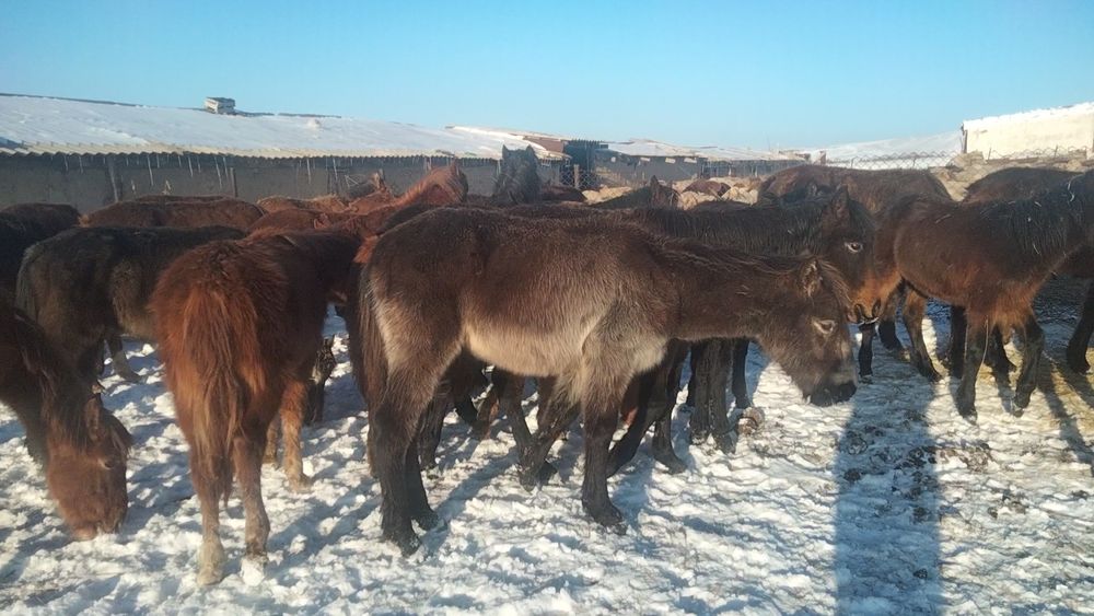 55 бас тай сатылады