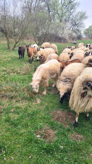 Vând  capre , mai multe detalii la nr.telefon