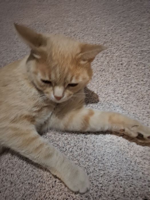 Отдаём котика в хорошие руки!