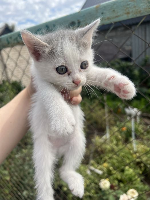 Отдам котят в добрые руки