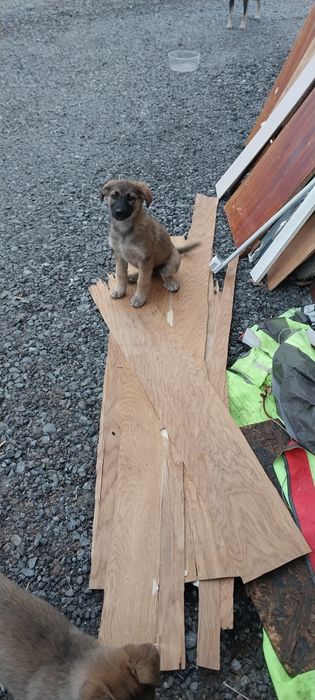 Щенки Заводские в дар!