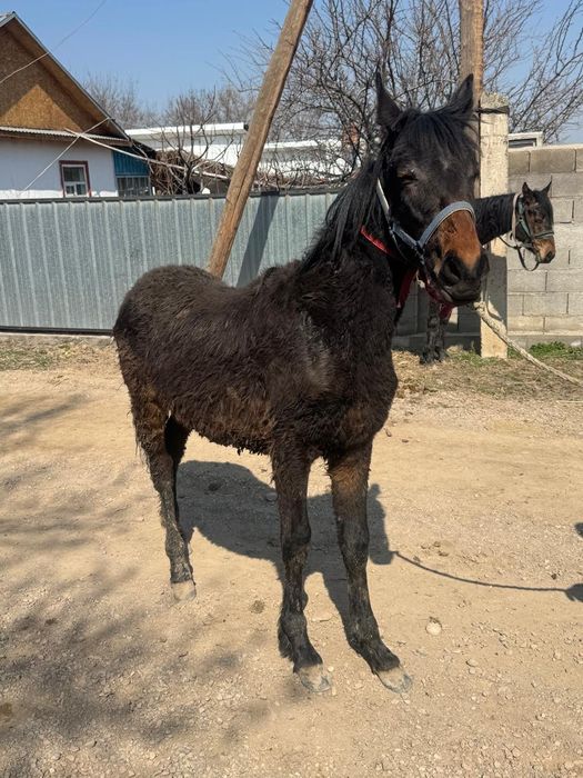 Жабағылар сатылады жуас