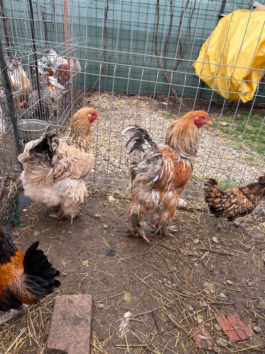 Vând cocos și găină brahma