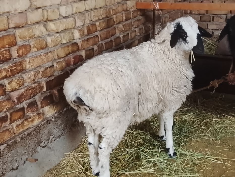 Qoʻy va qoʻchqor sotiladi