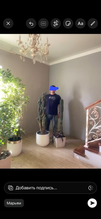 Фикус бенджамина Цветы для дома  озеленение