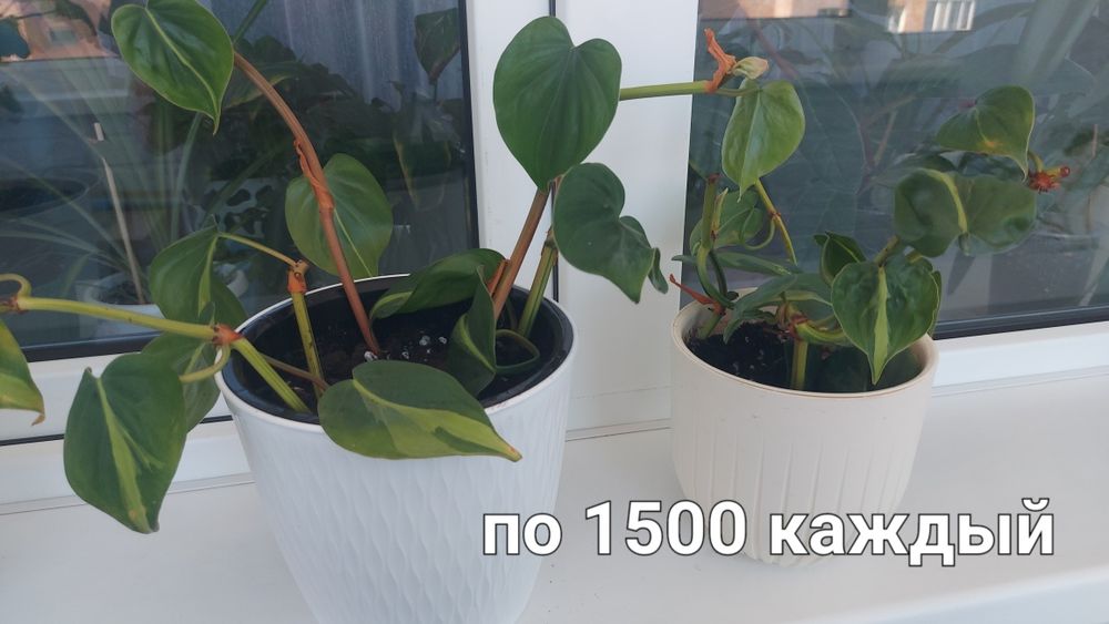 Продам излишки комнатных растений