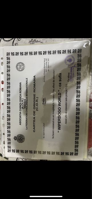 Mascul Dog Argentinian