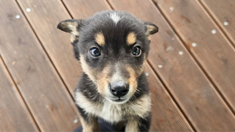 Отдам 2 щенков в хорошие руки