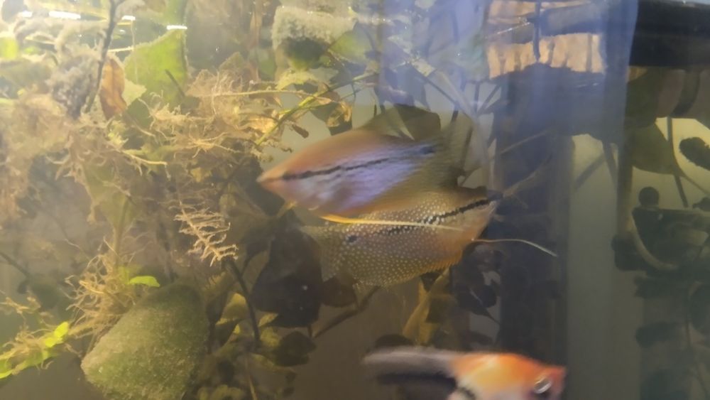 Аквариумные рыбки