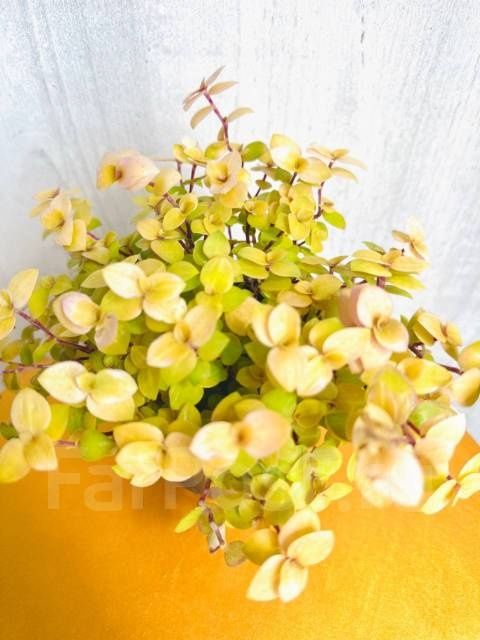 Продам комнатные цветы