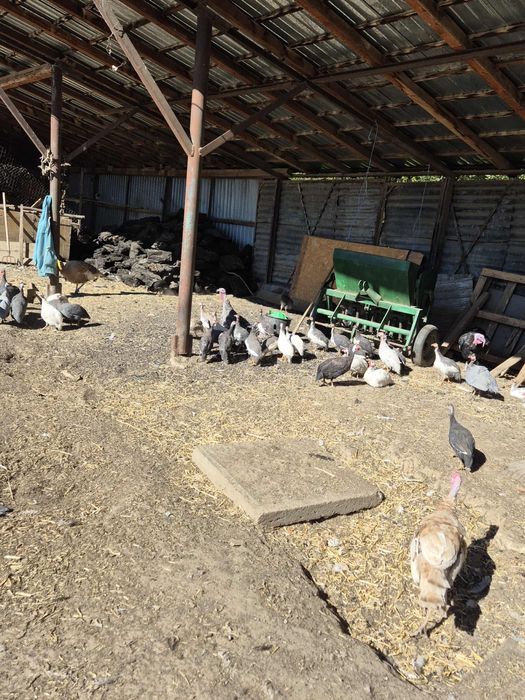 Bibilici colorate 2025