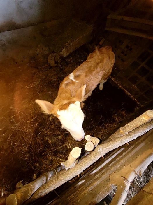 Vând vacă de carne